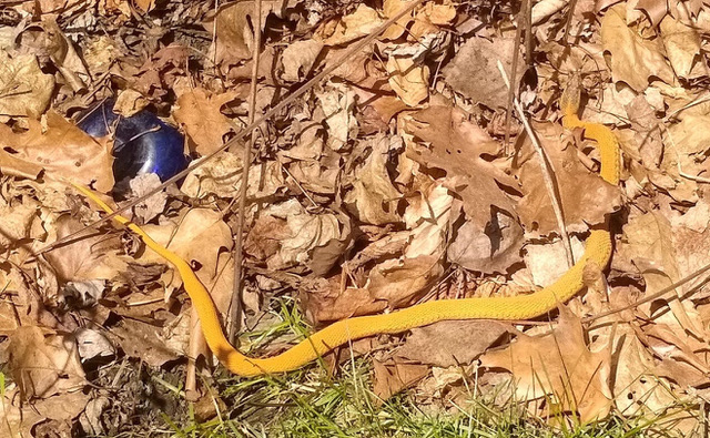 Yellow gartersnake seen from above; snake is in dried brown, mostly oak, leaves