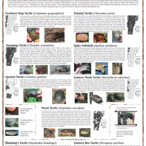 Native Vermont Reptiles Poster: Turtles