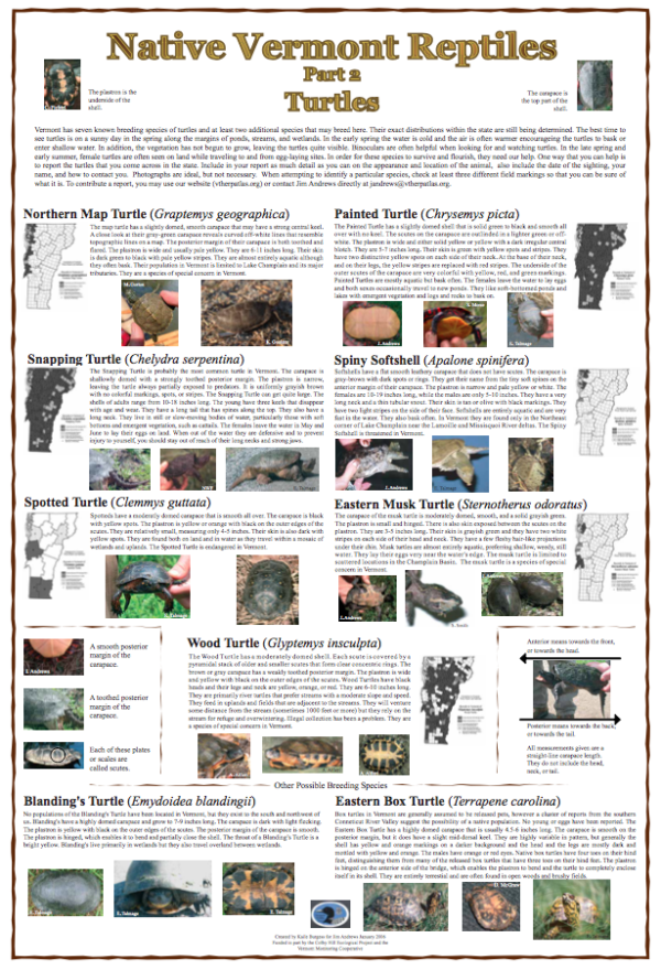 Native Vermont Reptiles Poster: Turtles