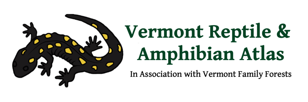 Vermont Reptile and Amphibian Atlas Logo (in Association with Vermont Family Forests). Depicting a Spotted Salamander.