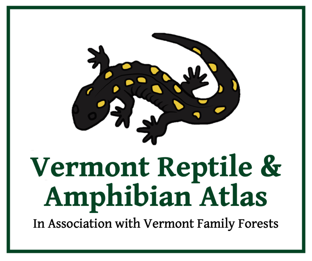 Vermont Reptile and Amphibian Atlas Logo [squarish] (in Association with Vermont Family Forests). Depicting a Spotted Salamander.