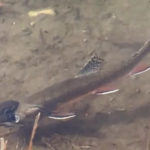 Wood Frog in amplexus with a fish. Duxbury, VT. Copryight (c) Jamie Harlow and used by permission.