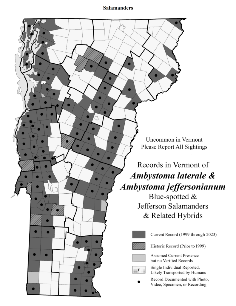 Records in Vermont of Ambystoma laterale and Ambystoma jeffersonianum (Blue-spotted & Jefferson Salamanders and related hybrids)
