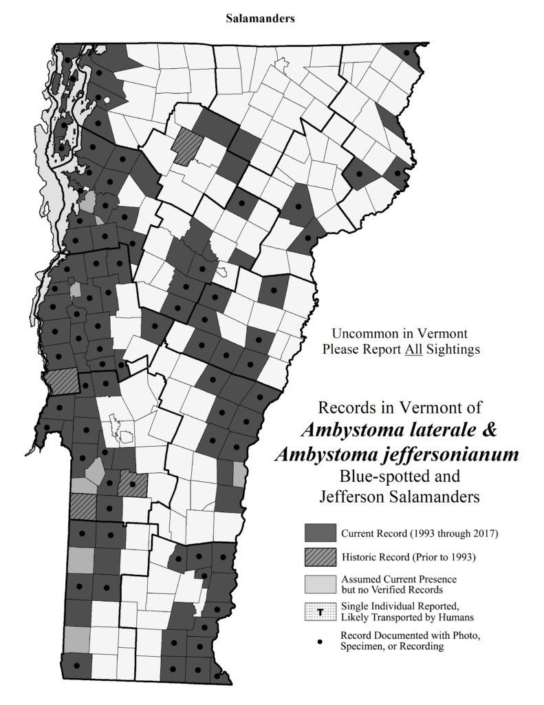 Records in Vermont of Abystoma laterale and Ambystoma jeffersonianum (Blue-spotted and Jefferson Salamanders)
