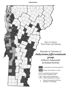 Records in Vermont of Ambystoma jeffersonianum group (Jefferson Salamander and related hybrids)