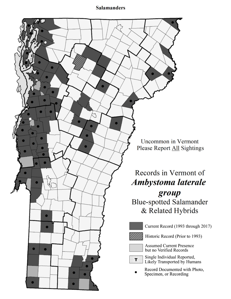 Records in Vermont of Ambystoma laterale group (Blue-spotted Salamander and related hybrids)