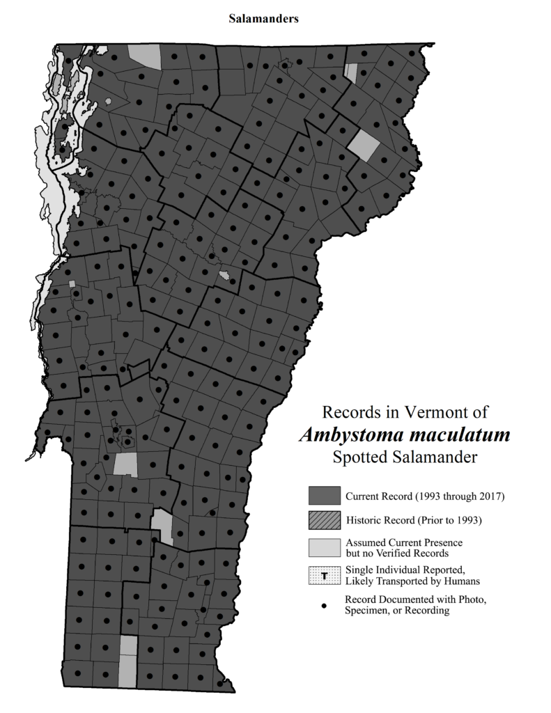 Records in Vermont of Ambystoma maculatum (Spotted Salamander)