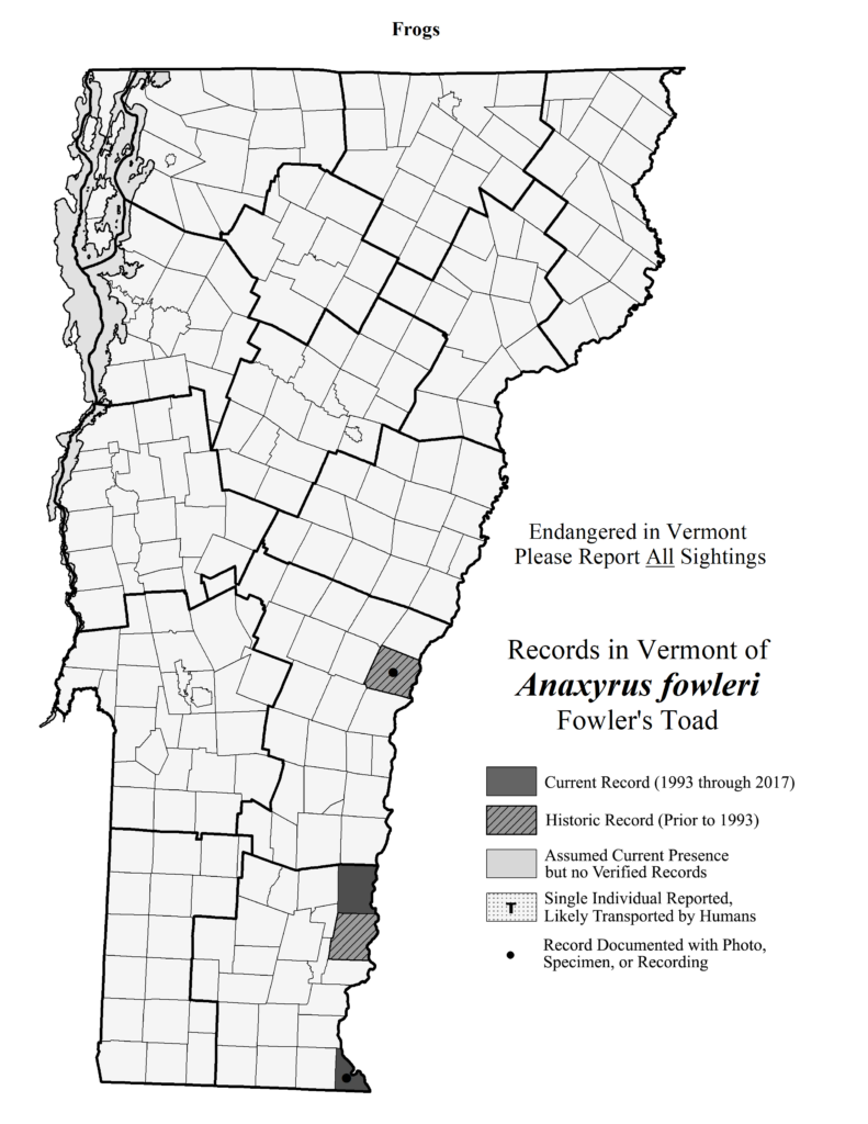Records in Vermont of Anaxyrus fowleri (Fowler's Toad)