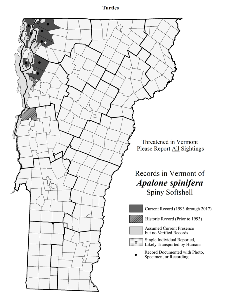 Records in Vermont of Apalone sinifera (Spiny Softshell)