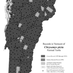 chrysemys_picta 2023