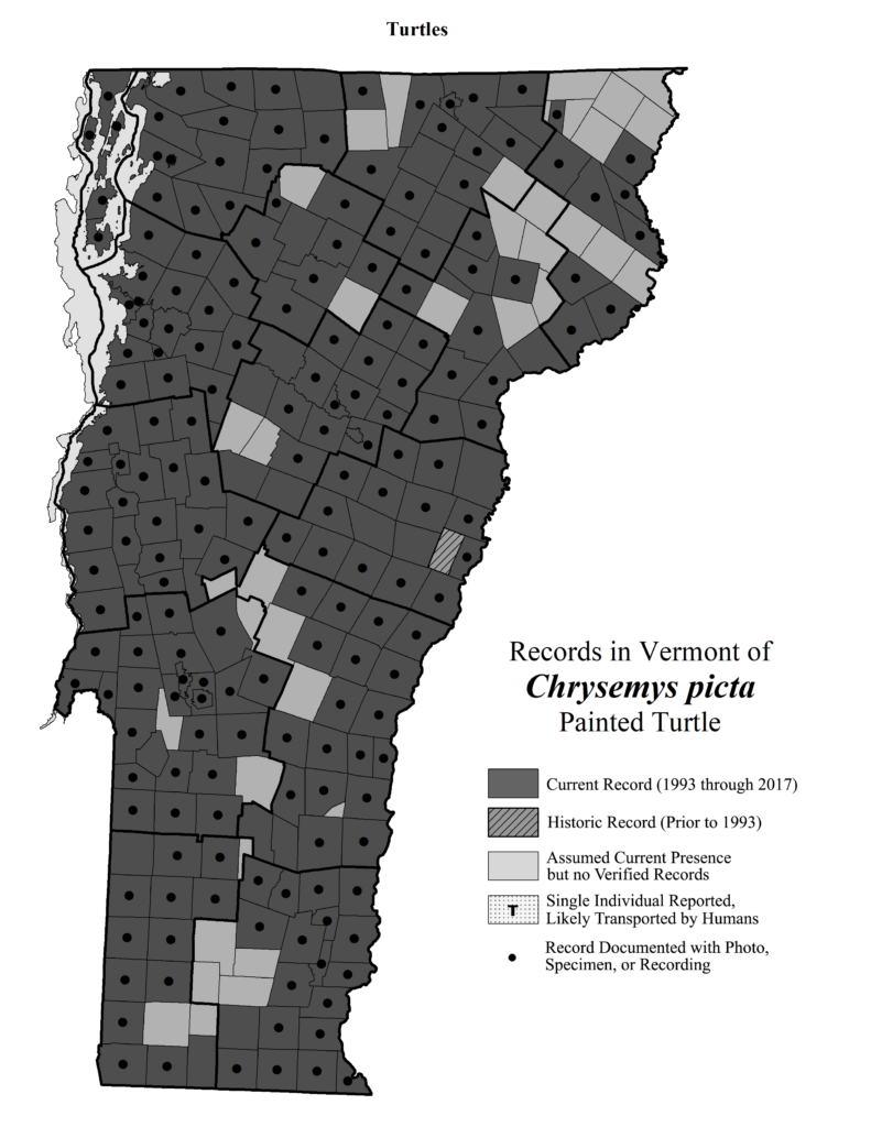 Records in Vermont of Chrysemys picta (Painted Turtle)
