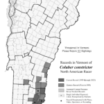 coluber_constrictor 2023