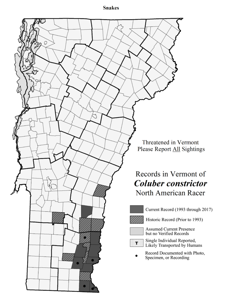 Records in Vermont of Coluber constrictor (North American Racer)