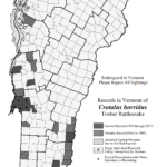 crotalus_horridus