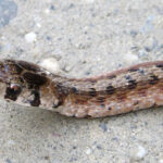 dekay’s brownsnake toby alexander