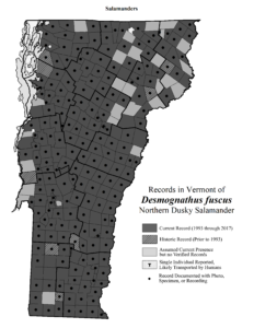 Records in Vermont of Desmognathus fuscus (Northern Dusky Salamander)