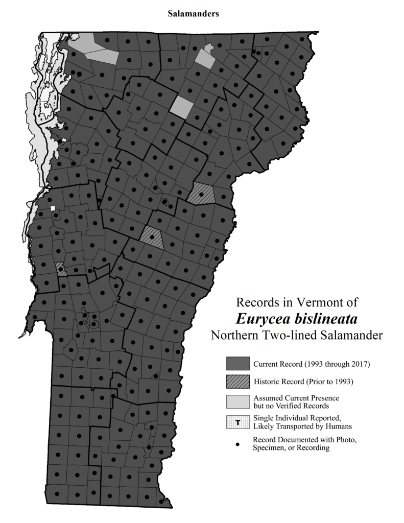 Records in Vermont of Eurycea bislineata (Northern Two-lined Salamander)