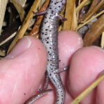 four-toed