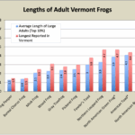 frog lengths