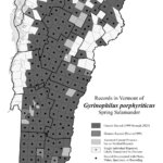 gyrinophilus_porphyriticus 2023