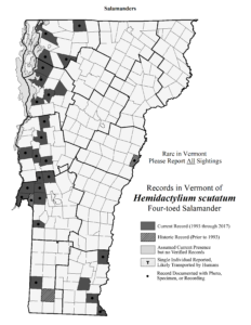 Records in Vermont of Hemidactylium scutatum (Four-toed Salamander)