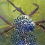 herpsTT4692_Eastern Spotted Newts w Frog Eggs Huntington VT