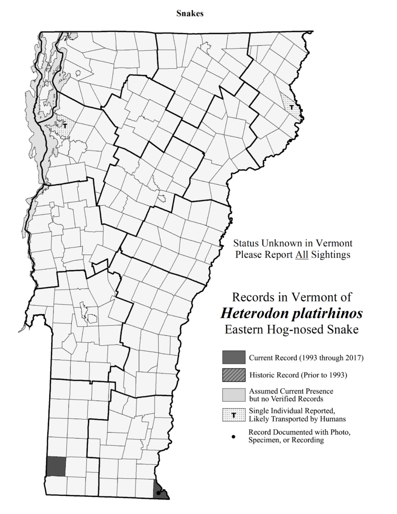 Records in Vermont of Heterodon platirhinos (Eastern Hog-nosed Snake)
