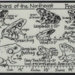id_card_amphibians_front_806341480