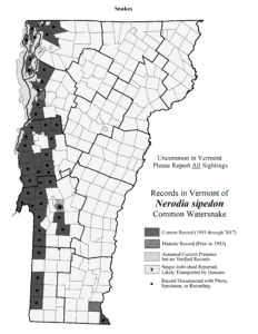 Record nel Vermont di Nerodia sipedon (Common Watersnake)