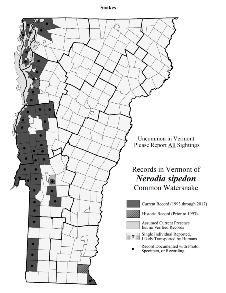 Records in Vermont of Nerodia sipedon (Common Watersnake)