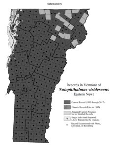 Records in Vermont of Notophthalmus viridescens (Eastern Newt)