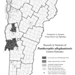 pantherophis_alleghaniensis 2023