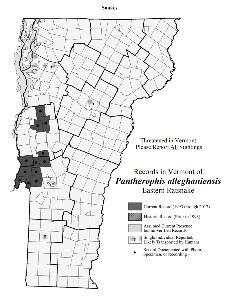 Records in Vermont of Pantherophis alleghaniensis (Eastern Ratsnake)