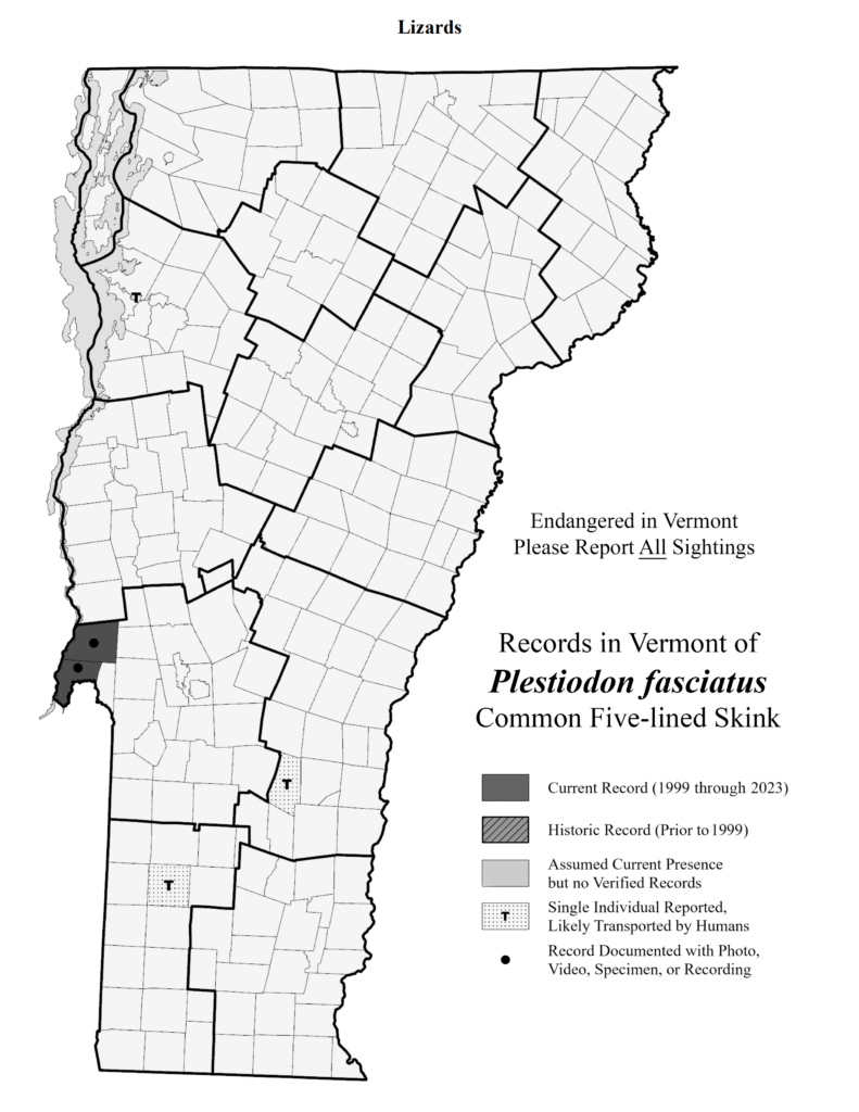 Records in Vermont of Plestiodon fasciatus (Common Five-lined Skink)