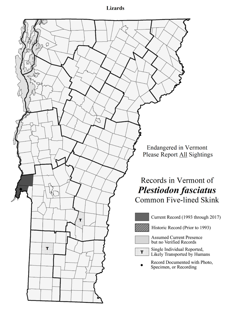 Records in Vermont of Plestiodon fasciatus (Common Five-lined Skink)