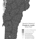 pseudacris_crucifer 2023