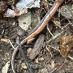Red-backed Salamander, Dec. 30, 2024, Tom Doubleday