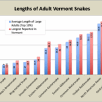 snake lengths