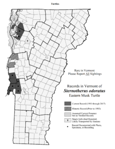 Records in Vermont of Sternotherus odoratus (Eastern Musk Turtle)