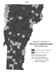 Records in Vermont of Storeria occipitomaculata (Red-bellied Snake)