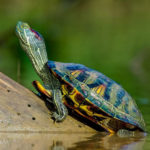 turtle-gc15239c9c_1920
