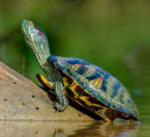 Red-eared Slider (Pond Slider_ basking on log, just above water surface