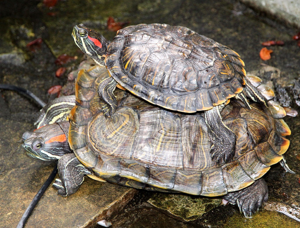 Small red-eared slider turtle atop larger one. Both turtles have dark shells and heads with red markings.