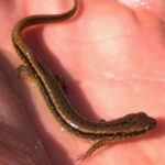 E. bisineata, Lowell, November 16, 2022, Tom Prendergast, 2