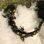 Spotted Salamander, Emily Smull