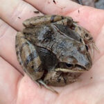 L. sylvaticus, Salisbury, December 27, 2023, Chris Turner